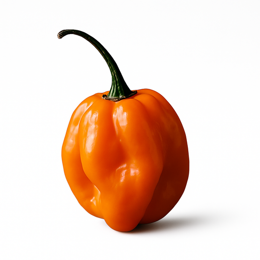 Habanero Flavoring Oil 0.5 oz