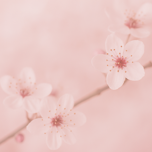 AZ Japanese Cherry Blossom (Type) Fragrance Oil 1 oz