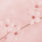 AZ Japanese Cherry Blossom (Type) Fragrance Oil 1 oz