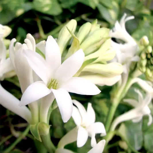 CS Gardenia Tuberose Fragrance Oil 1 oz