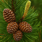 Roasted Pine Cone Fragrance Oil 1 oz