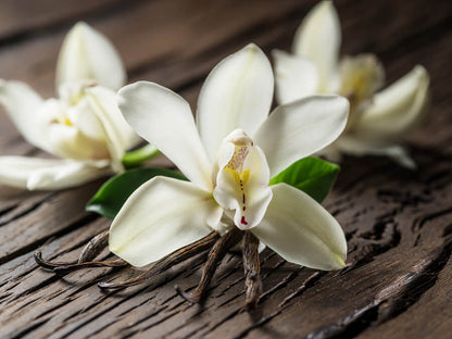 Vanilla Oleoresin 15 ml / 0.5 fl.oz.