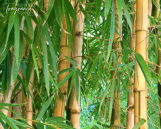 MW Bamboo + Teakwood Fragrance oil