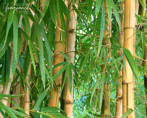 MW Bamboo + Teakwood Fragrance oil