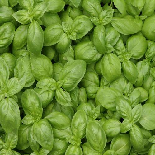 Basil(Albahaca) 100% PURE ESSENTIAL OIL 0.5 oz