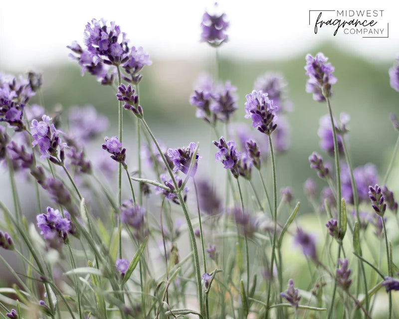 MW Lavender Fragrance Oil