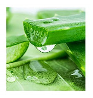 Aloe Vera Fragrance Oil 1 oz