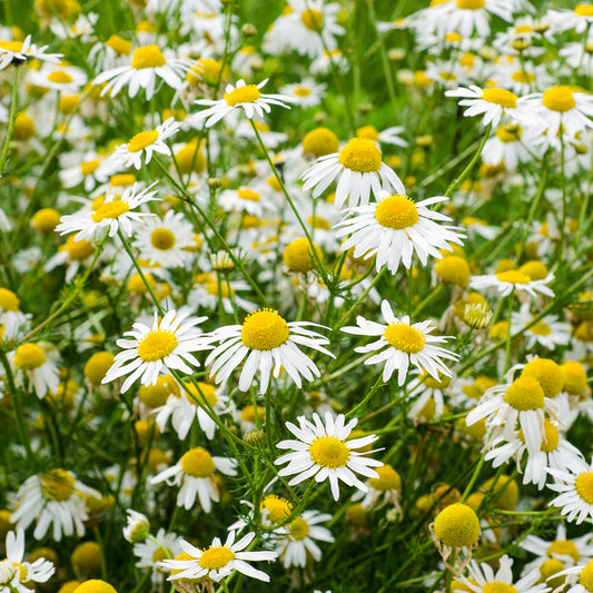 Chamomile (Manzanilla) EO 100 % Pure Essential Oil 0.5 oz