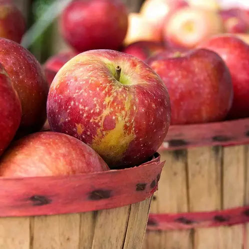 CS Apple Harvest Fragrance Oil 1 oz