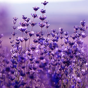 Lavanda Fragancia en aceite