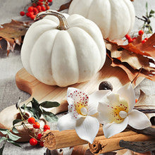 NG White Pumpkin Amber Fragrance oil