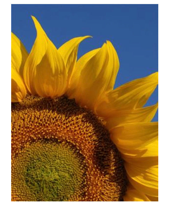 Sunflower Oil