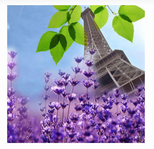 NG French Lavender Fragrance Oil 1 oz