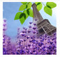 NG French Lavender Fragrance Oil 1 oz