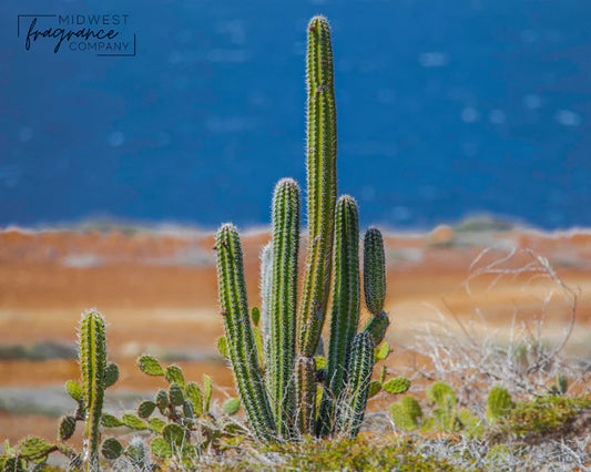 MW Cactus + Sea Salt  Fragrance Oil