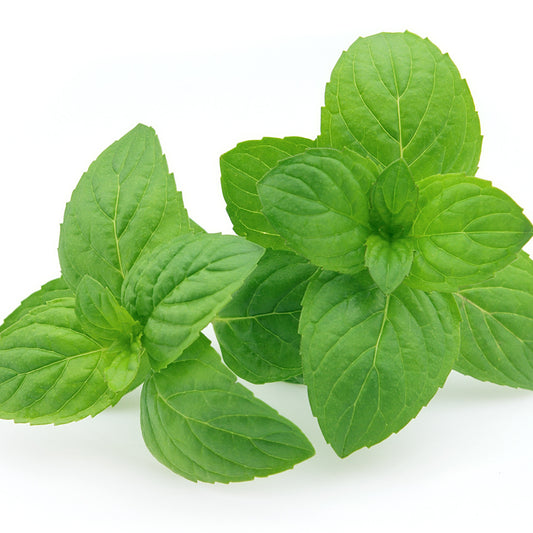 Peppermint (Menta)EO