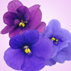 NG Violet Fragrance Oil