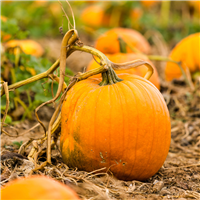 Calabaza fragancia en aceite