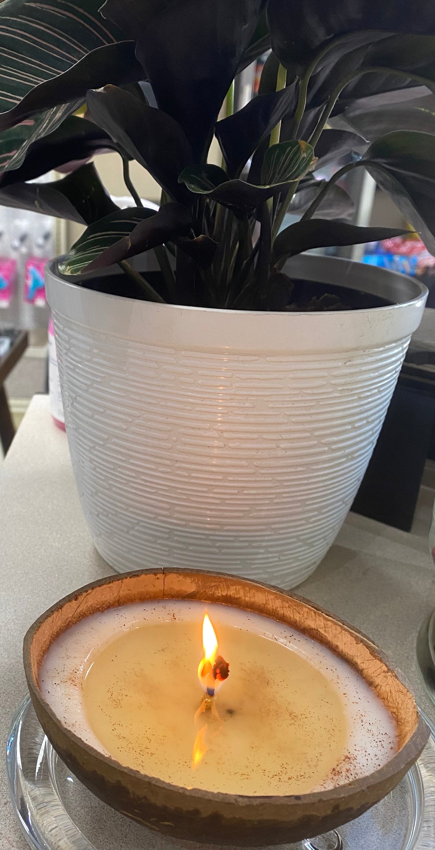 Coconut Shell Edition Soy Wax Candle Tembleque