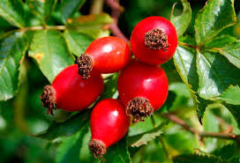 Organic Rose Hip Seed Oil