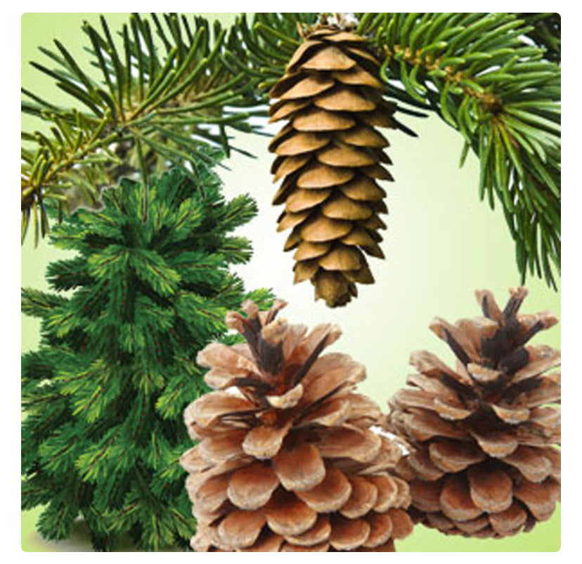 NG Pine Forest Fragrance oil