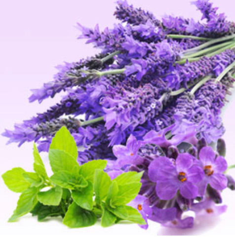 NG Lavender Mint WOW Fragrance Oil 1 oz