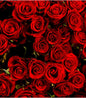 AZ Forever Red Fragrance Oil 1 oz