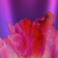 Pure Seduction (Type) fragrance oil