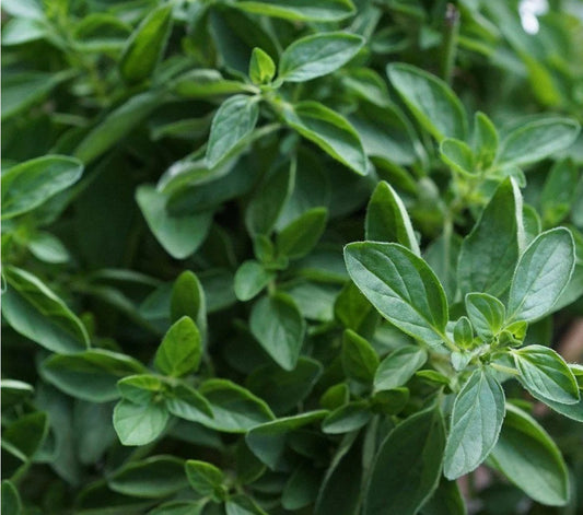 Oregano EO